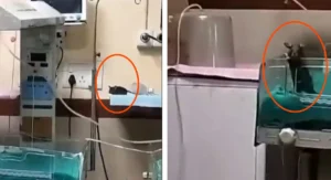 rat-in-nicu-of-indore-hospital-025249126-16x9_1